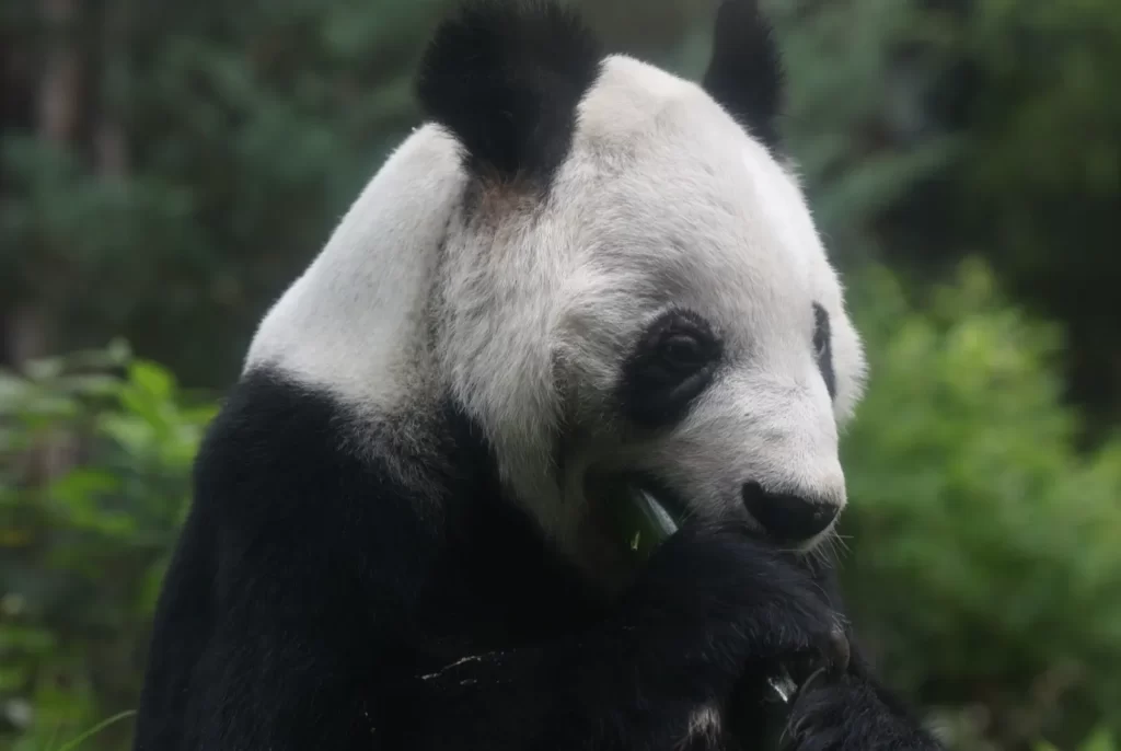 ¿Habrá más pandas en CDMX? Clara Brugada pide a China continuar con la tradición