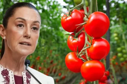 Arancel de EU al jitomate pegará en ambos lados de la frontera