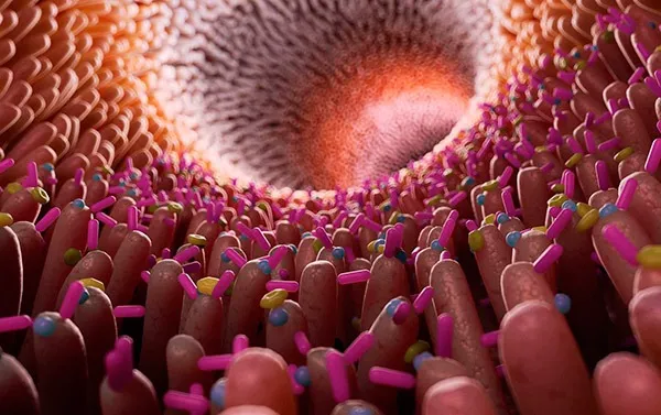 Buscan bacterias del intestino que podrían tener resistencia a antibióticos y contagiarla a otras