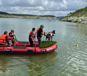 De Michoacán para el mundo; 'Erik' y 'Bata', caninos que apoyan en Texas por inundaciones