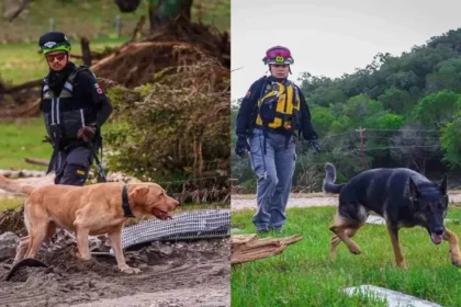 De Michoacán para el mundo; 'Erik' y 'Bata', caninos que apoyan en Texas por inundaciones
