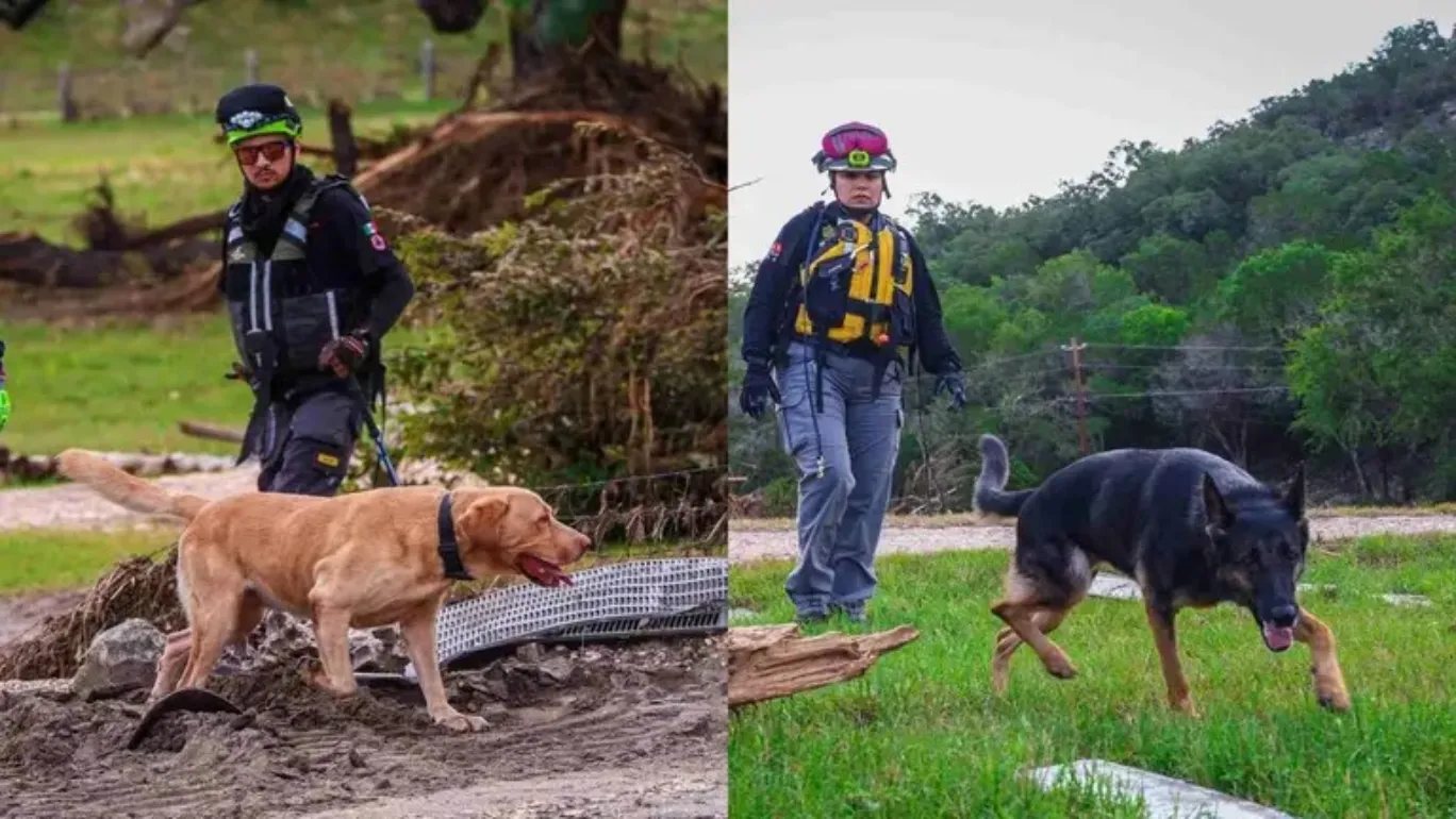 De Michoacán para el mundo; 'Erik' y 'Bata', caninos que apoyan en Texas por inundaciones