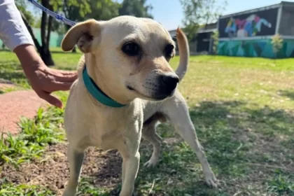 El Metro CDMX invita a adoptar un can rescatado de sus vías; así puedes hacerlo