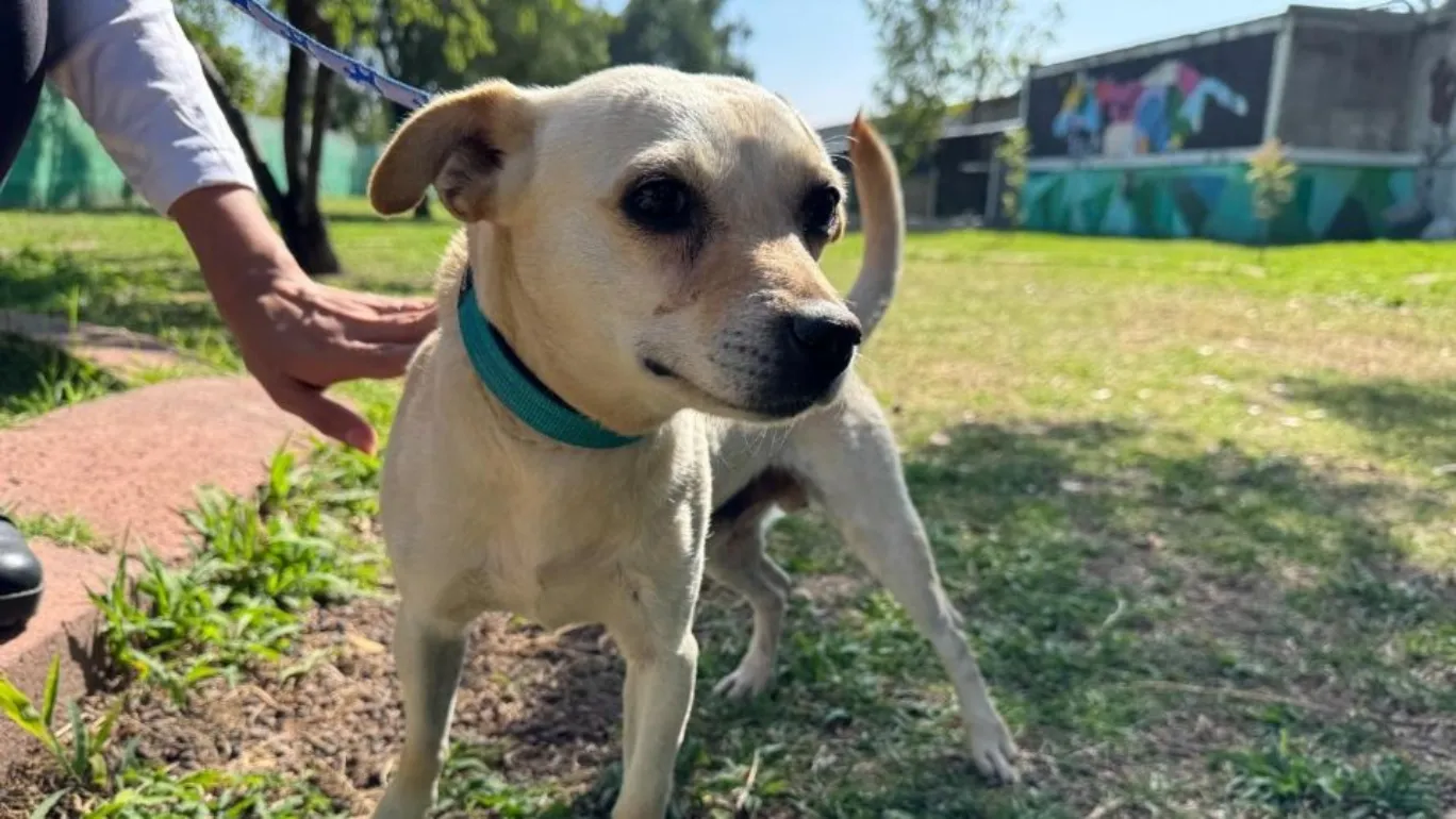 El Metro CDMX invita a adoptar un can rescatado de sus vías; así puedes hacerlo