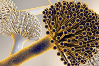 Hongos contienen hasta 400 sustancias perjudiciales para el hígado