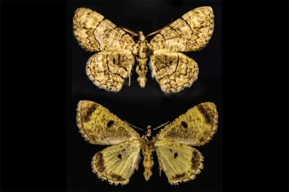 Instituto de Biología describe nuevas especies de luciérnagas y polilla medidora