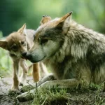 ¡El lobo mexicano está de vuelta! Documentan primer nacimiento en libertad en Chihuahua