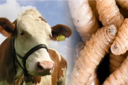 Gusano barrenador: aumentan a 39 los casos de miasis en humanos en México