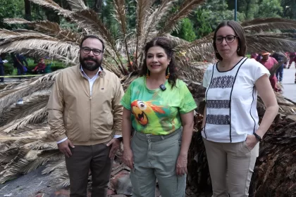 Clara Brugada arranca programa para retirar palmeras en mal estado de la CDMX