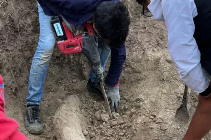 Hallan en Miramar un colmillo de elefante