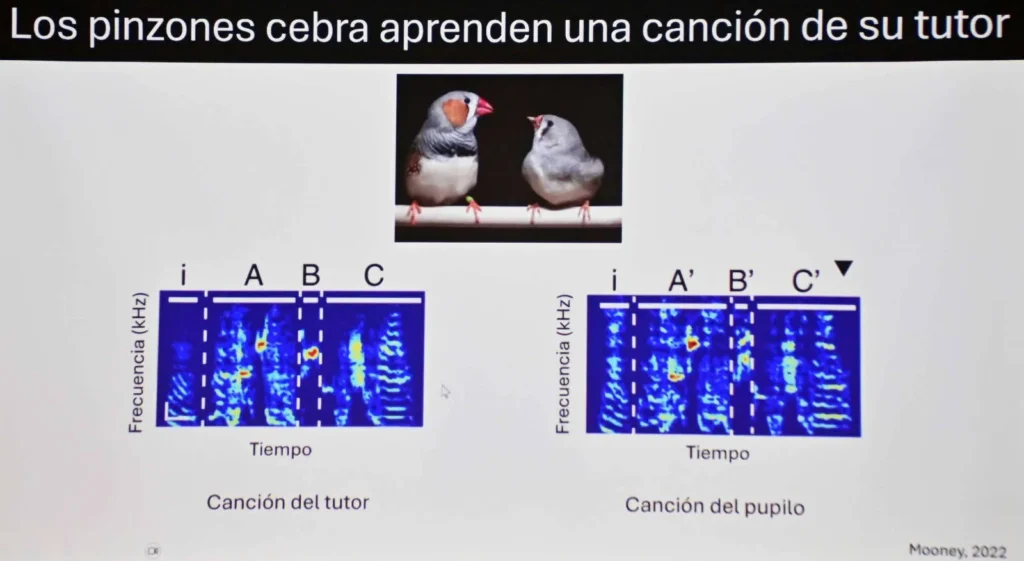 Luis Tovar examina formas de recuperación del cerebro