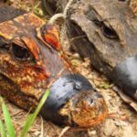 Cocodrilos enanos anaranjados evolucionan en cuevas de Gabón