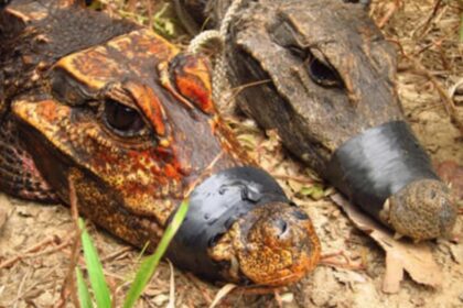 Cocodrilos enanos anaranjados evolucionan en cuevas de Gabón
