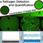 etección rápida y precisa del virus SARS-CoV-2