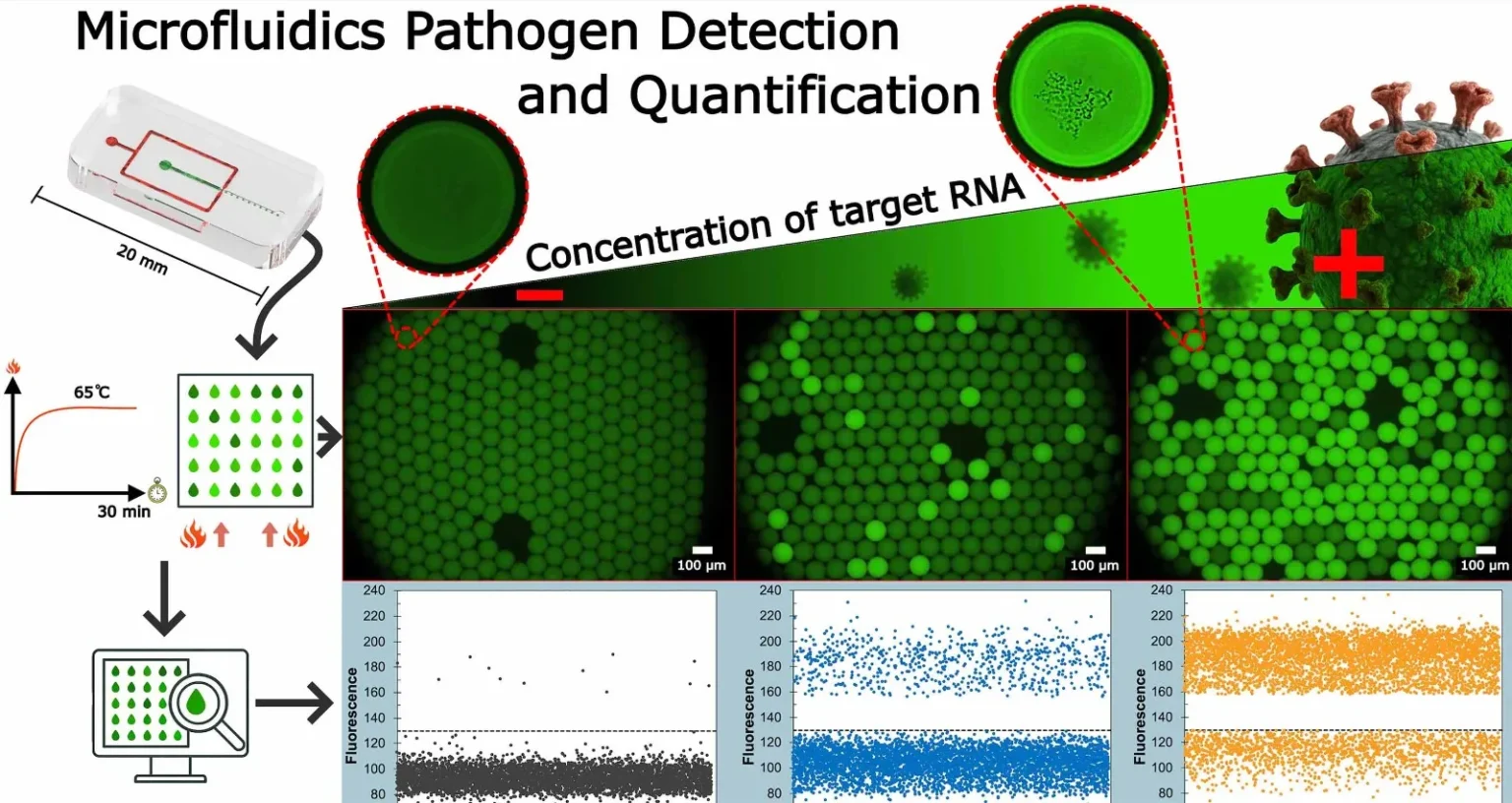 etección rápida y precisa del virus SARS-CoV-2