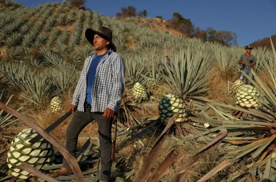 El precio amargo del mezcal Industria millonaria devasta los bosques nativos de Oaxaca