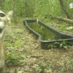 El "rostro" de la selva: Cámara trampa capta encuentro cercano con un puma en Calakmul