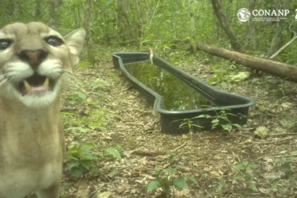 El "rostro" de la selva: Cámara trampa capta encuentro cercano con un puma en Calakmul
