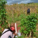 Identifican en la Mixteca Alta de Oaxaca plantas silvestres alimenticias