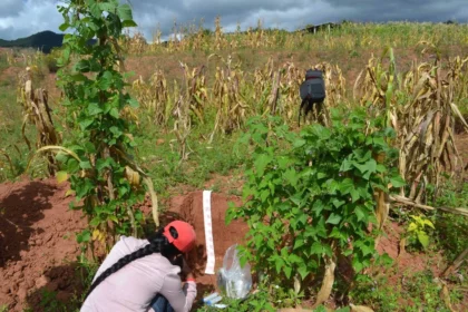 Identifican en la Mixteca Alta de Oaxaca plantas silvestres alimenticias