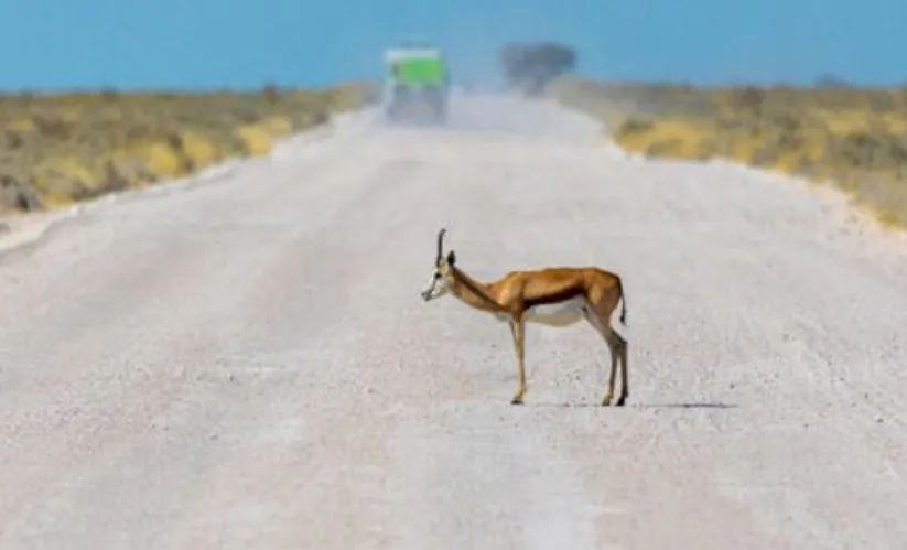 Punto de no retorno UNAM alerta sobre el colapso reproductivo de la fauna por calor extremo