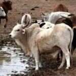 Punto de no retorno UNAM alerta sobre el colapso reproductivo de la fauna por calor extremo