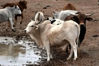Punto de no retorno UNAM alerta sobre el colapso reproductivo de la fauna por calor extremo
