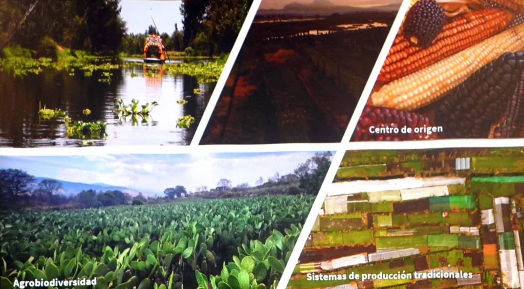 Conservación de ecosistemas ocupa más de la mitad del suelo capitalino Isabel Herrera Juárez