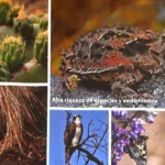 Conservación de ecosistemas ocupa más de la mitad del suelo capitalino Isabel Herrera Juárez