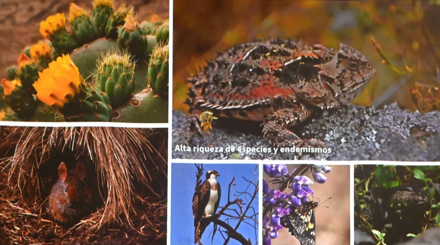 Conservación de ecosistemas ocupa más de la mitad del suelo capitalino Isabel Herrera Juárez