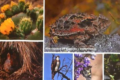 Conservación de ecosistemas ocupa más de la mitad del suelo capitalino Isabel Herrera Juárez