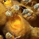El "yogur" de las abejas: La biotecnología revela los secretos del pan de colmena