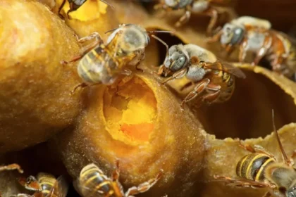 El "yogur" de las abejas: La biotecnología revela los secretos del pan de colmena