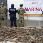 Golpe al tráfico ilegal rescatan 192 iguanas hacinadas en autobús en Oaxaca