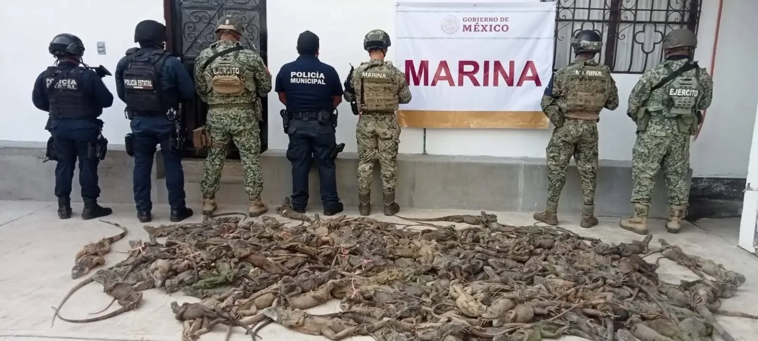 Golpe al tráfico ilegal rescatan 192 iguanas hacinadas en autobús en Oaxaca