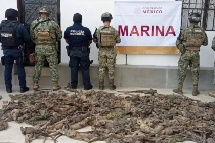 Golpe al tráfico ilegal rescatan 192 iguanas hacinadas en autobús en Oaxaca