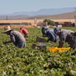 Mujeres lideran la pizca de berries en San Quintín; enfrentan rezago y precariedad