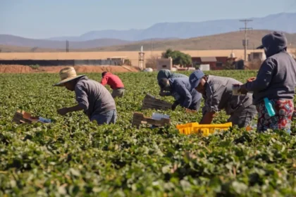 Mujeres lideran la pizca de berries en San Quintín; enfrentan rezago y precariedad