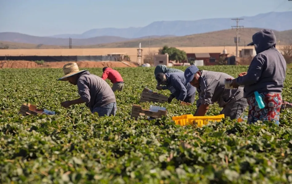 Mujeres lideran la pizca de berries en San Quintín; enfrentan rezago y precariedad