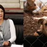 Senadora de Morena admite eutanasia a 10 mil perros durante su gestión en Tecámac