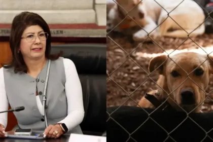 Senadora de Morena admite eutanasia a 10 mil perros durante su gestión en Tecámac