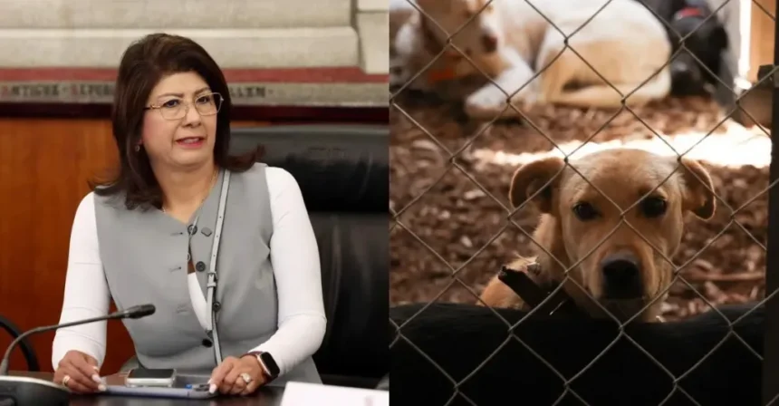 Senadora de Morena admite eutanasia a 10 mil perros durante su gestión en Tecámac