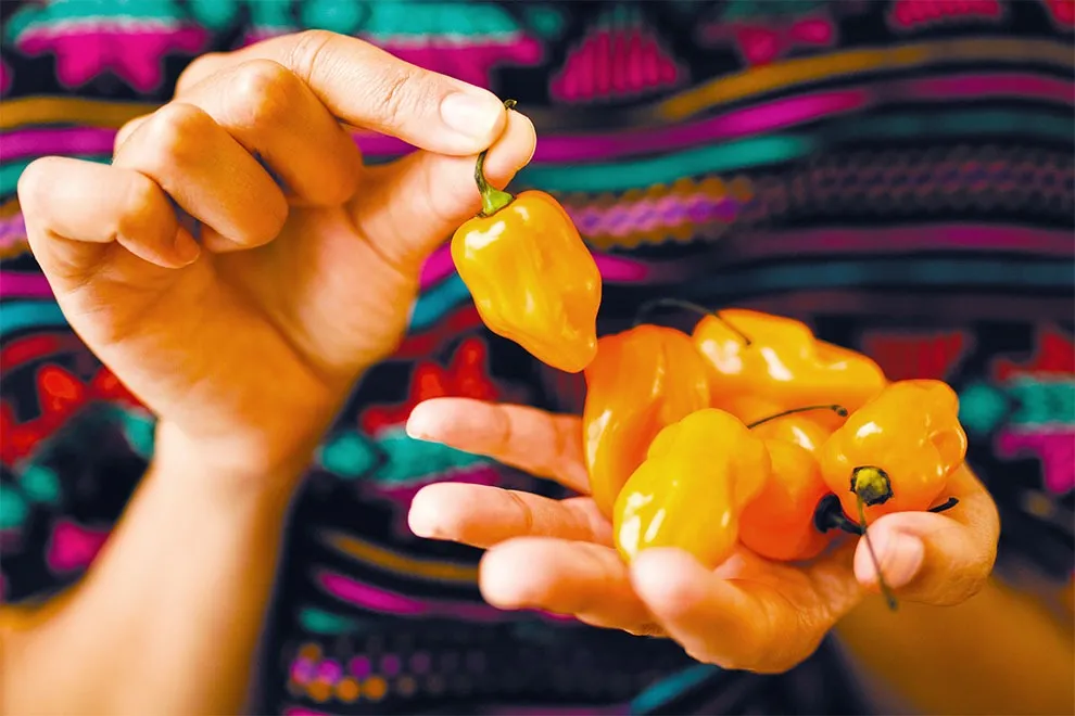 Alacrán y habanero, las nuevas armas contra las superbacterias