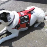 Epi la perrita que brinda consuelo a víctimas de violencia en la UNAM