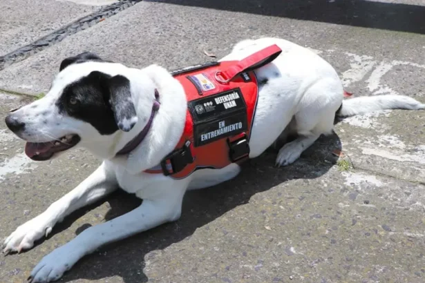 Epi la perrita que brinda consuelo a víctimas de violencia en la UNAM