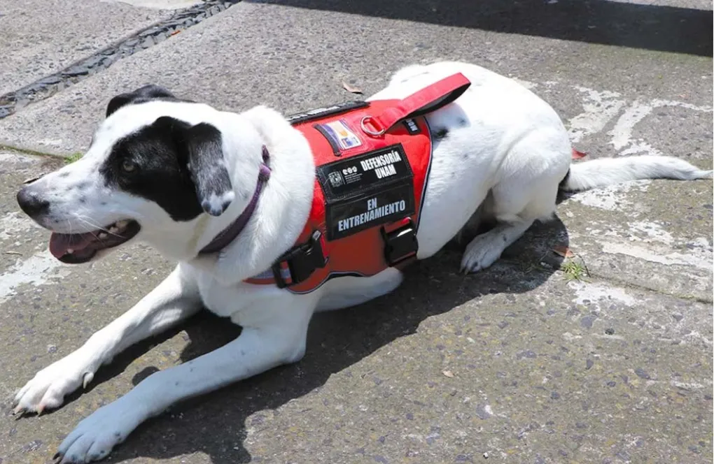 Epi la perrita que brinda consuelo a víctimas de violencia en la UNAM