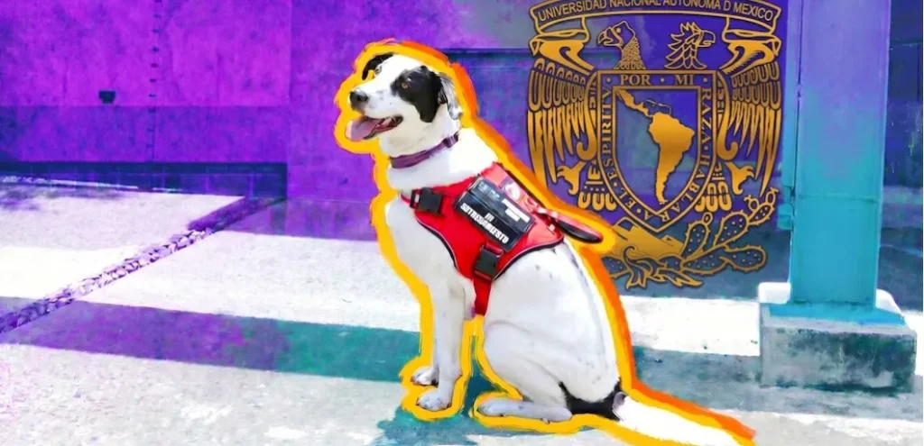 Epi la perrita que brinda consuelo a víctimas de violencia en la UNAM