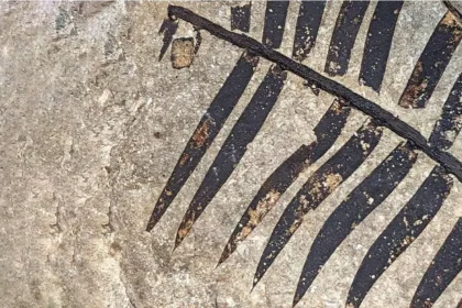 Laboratorio de Investigaciones Antropológica celebra 50 años de Paleoetnobotánica y Paleoambiente