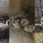 Rescatan 10 animales exóticos, incluyendo un tigre cachorro, en operativo en Chalco