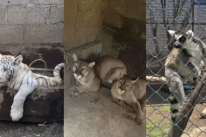 Rescatan 10 animales exóticos, incluyendo un tigre cachorro, en operativo en Chalco